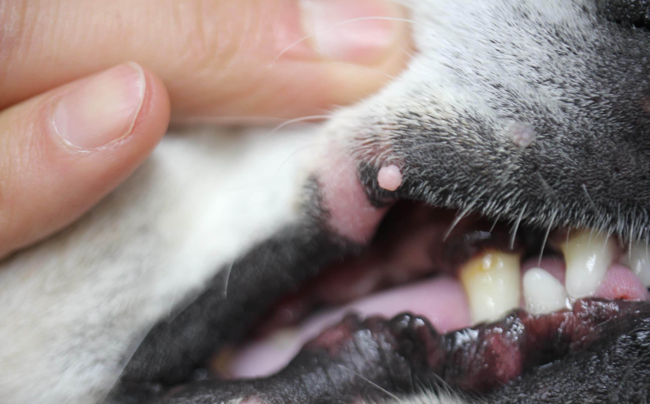 犬猫の顎の皮膚のしこり