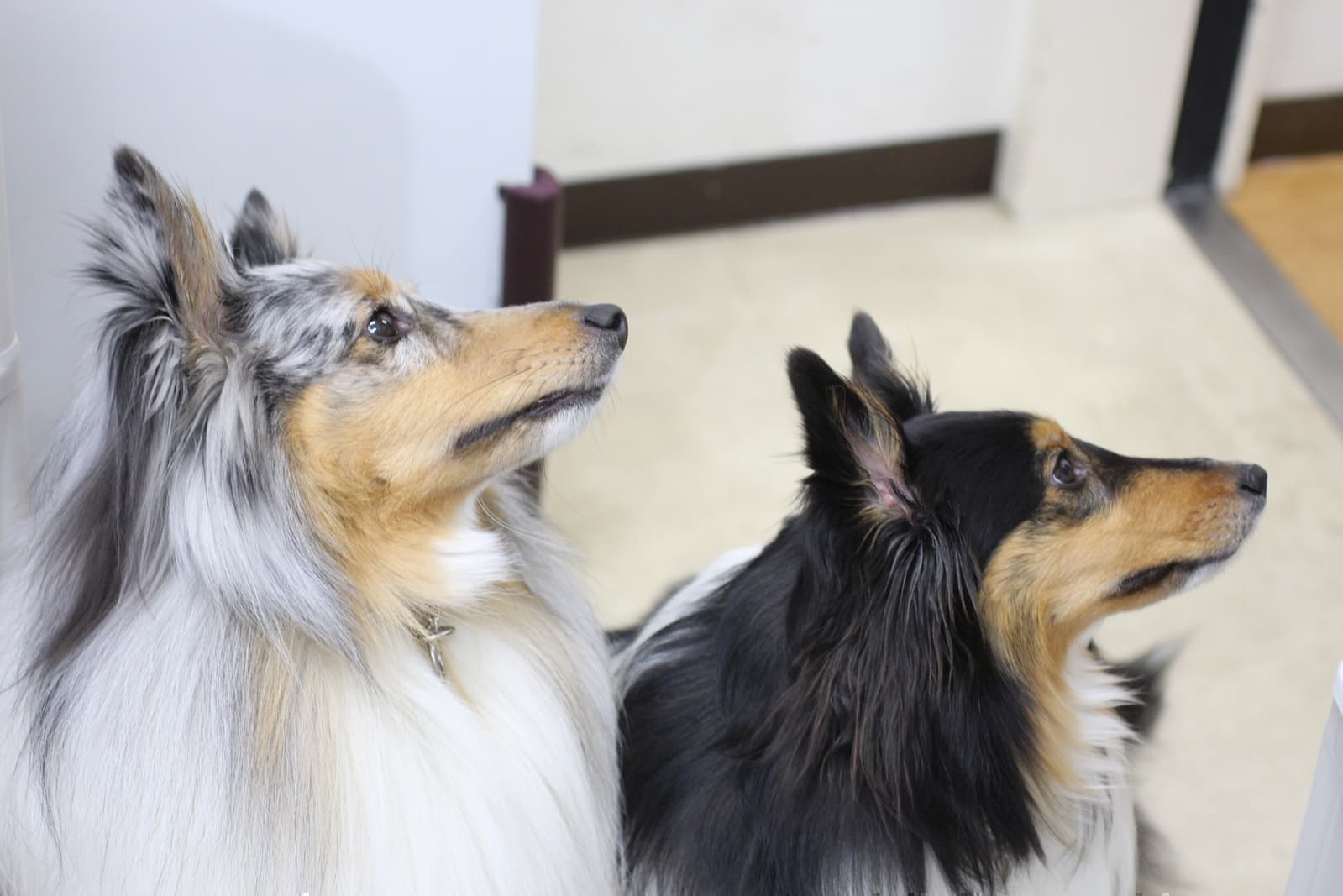 動物病院の２頭の犬